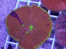 画像2: No.26 ワレクラサビライシ　マルチカラー (2)