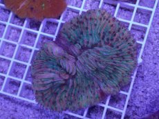 画像1: No.27 クラサビライシ　マルチカラー (1)