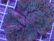 画像2: No.27 クラサビライシ　マルチカラー (2)