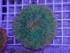 画像1: No.28 クラサビライシ　マルチカラー (1)