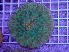 画像2: No.28 クラサビライシ　マルチカラー (2)