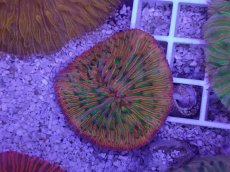 画像1: No.29 クラサビライシ　マルチカラー (1)