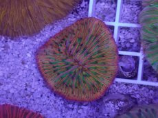 画像2: No.29 クラサビライシ　マルチカラー (2)