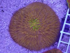 画像1: No.30 クラサビライシ　ツートン (1)