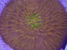 画像2: No.30 クラサビライシ　ツートン (2)