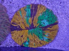 画像1: No.31 激レアカラー  クラサビライシ　Warpaint風　　【珍しい、レアな個体♪】 (1)