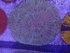 画像1: No.32 クラサビライシ　マルチカラー (1)