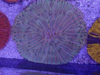 飾りサンゴ 5個セット MIX を買うならアクアスタイルユー 海水魚