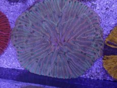 画像2: No.32 クラサビライシ　マルチカラー (2)