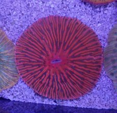 画像1: No.33 クラサビライシ　スーパーレッド　　【珍しい、レアな個体♪】 (1)