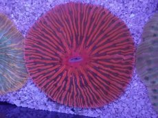 画像2: No.33 クラサビライシ　スーパーレッド　　【珍しい、レアな個体♪】 (2)