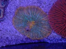 画像1: No.34 クラサビライシ　マルチカラー (1)