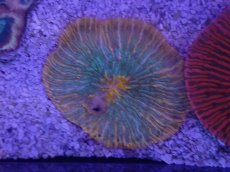 画像2: No.34 クラサビライシ　マルチカラー (2)