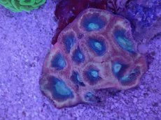 画像1: No.1  オーストラリア産　キクメイシsp (1)