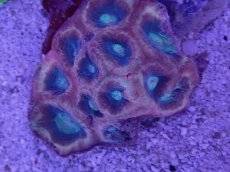 画像2: No.1  オーストラリア産　キクメイシsp (2)