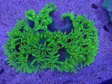 画像1: No.1  トランペットコーラル　スーパーイエロー　　【珍しい、レアな個体♪】 (1)