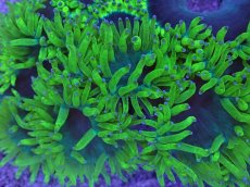 画像2: No.1  トランペットコーラル　スーパーイエロー　　【珍しい、レアな個体♪】 (2)