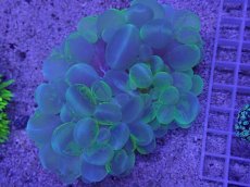 画像1: No.1  バブルコーラル　マーブルカラー (1)