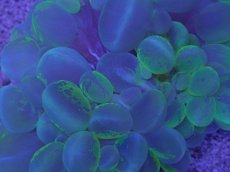 画像2: No.1  バブルコーラル　マーブルカラー (2)