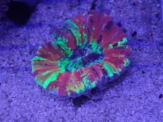 画像1: No.1 オオバナサンゴ　マルチカラー (1)