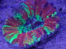 画像2: No.1 オオバナサンゴ　マルチカラー (2)