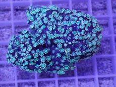 画像1: No.1 アワサンゴ　ピンクグリーン (1)