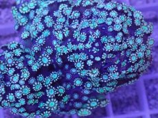 画像2: No.1 アワサンゴ　ピンクグリーン (2)