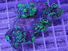 画像1: No.2 アワサンゴ　グリーン (1)