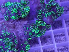 画像2: No.2 アワサンゴ　グリーン (2)