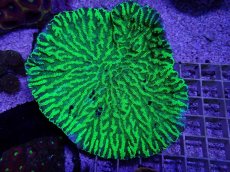 画像1: No.1 　オーストラリア産　サザナミサンゴ？　　【入荷個数が少ないです！】 (1)