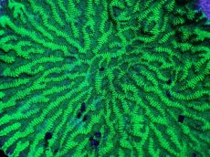 画像2: No.1 　オーストラリア産　サザナミサンゴ？　　【入荷個数が少ないです！】 (2)