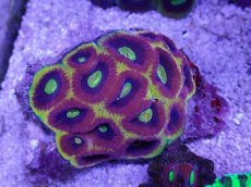 画像1: No.1 オーストラリア産　ドラゴンソウルファビア　スペシャル個体　　【入荷したのは1個のみ！】 (1)