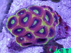 画像2: No.1 オーストラリア産　ドラゴンソウルファビア　スペシャル個体　　【入荷したのは1個のみ！】 (2)