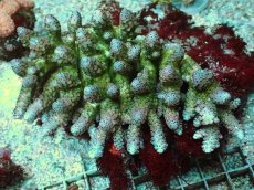 画像1: No.21 オーストラリア産 コユビミドリイシ (1)