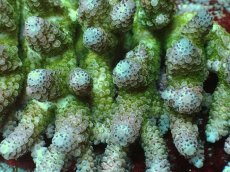 画像2: No.21 オーストラリア産 コユビミドリイシ (2)