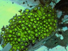 画像1: No.1 ハナガササンゴ　グリッタ―　　　【入荷個数が少ないです！】 (1)