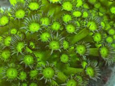 画像2: No.1 ハナガササンゴ　グリッタ―　　　【入荷個数が少ないです！】 (2)