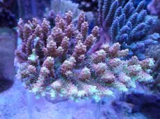 画像1: No.25 オーストラリア産 ストロベリーショートケーキ (1)