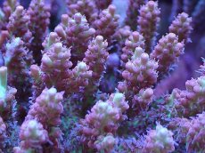 画像2: No.25 オーストラリア産 ストロベリーショートケーキ (2)