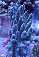 画像1: No.26 オーストラリア産 ウスエダミドリイシブルー (1)