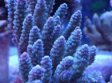 画像2: No.26 オーストラリア産 ウスエダミドリイシブルー (2)