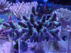 画像1: No.27 オーストラリア産 スパスラータ　パープル (1)