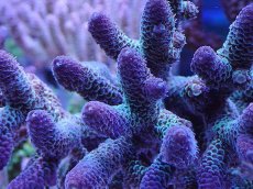 画像2: No.27 オーストラリア産 スパスラータ　パープル (2)