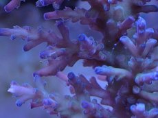 画像2: No.28 オーストラリア産 深場ミドリイシ エチナタ (2)