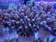 画像1: No.29 オーストラリア産 チェリーブロッサム (1)