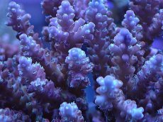 画像2: No.29 オーストラリア産 チェリーブロッサム (2)