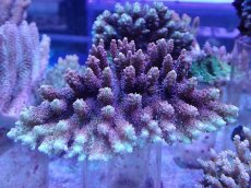 画像1: No.30 オーストラリア産 ストロベリーショートケーキ (1)