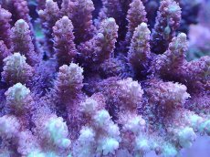 画像2: No.30 オーストラリア産 ストロベリーショートケーキ (2)