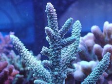 画像2: No.31 オーストラリア産 ヒメマツミドリイシ (2)