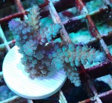 画像1: No.1 フィジー産 スギノキミドリイシ (1)